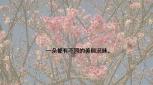 寒櫻滿枝的藍天──分享美好世界的此刻