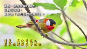 悼念 五月的哀傷 —— 媽媽！請愛我，不要為我哭泣！